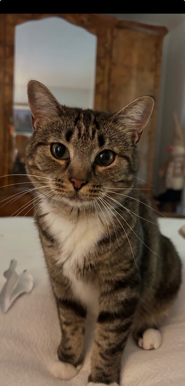 Barnie Girl "Shorty Pants" - $100/Mo. FOSTER!!