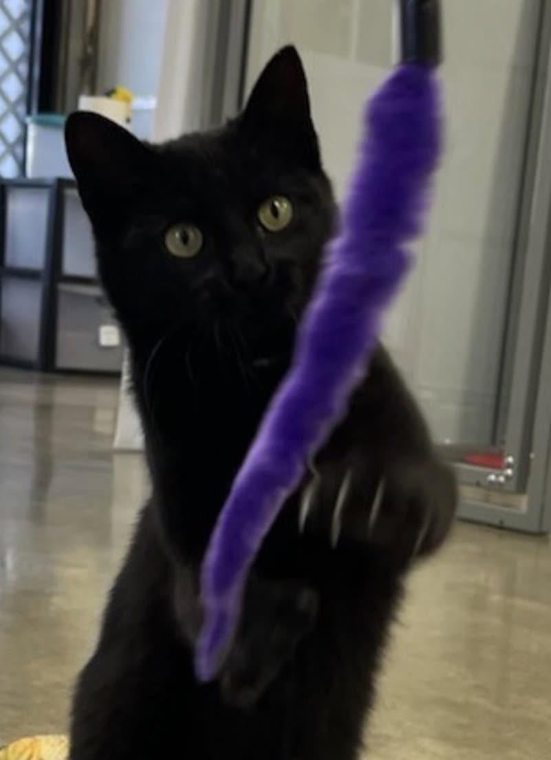 MINKY - Small Cat, Big Inspiration; PERFECT