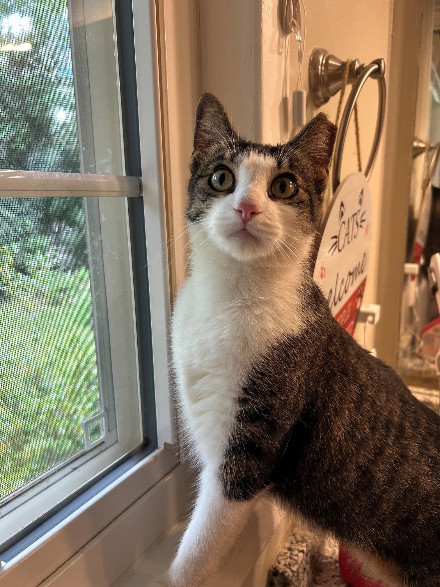 BETTY BOBTAIL -Beautiful! Sweet! BIG presence