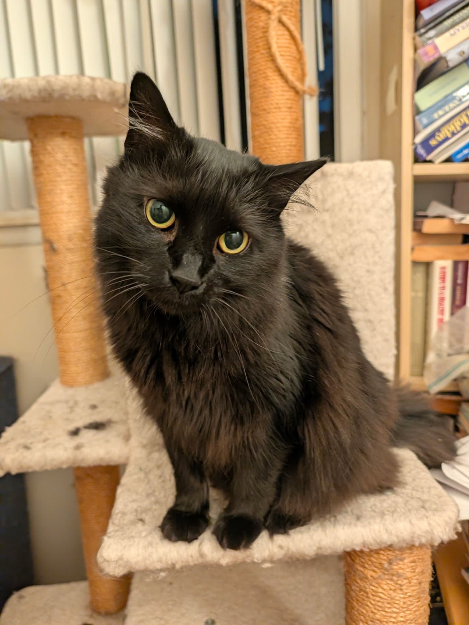Panther