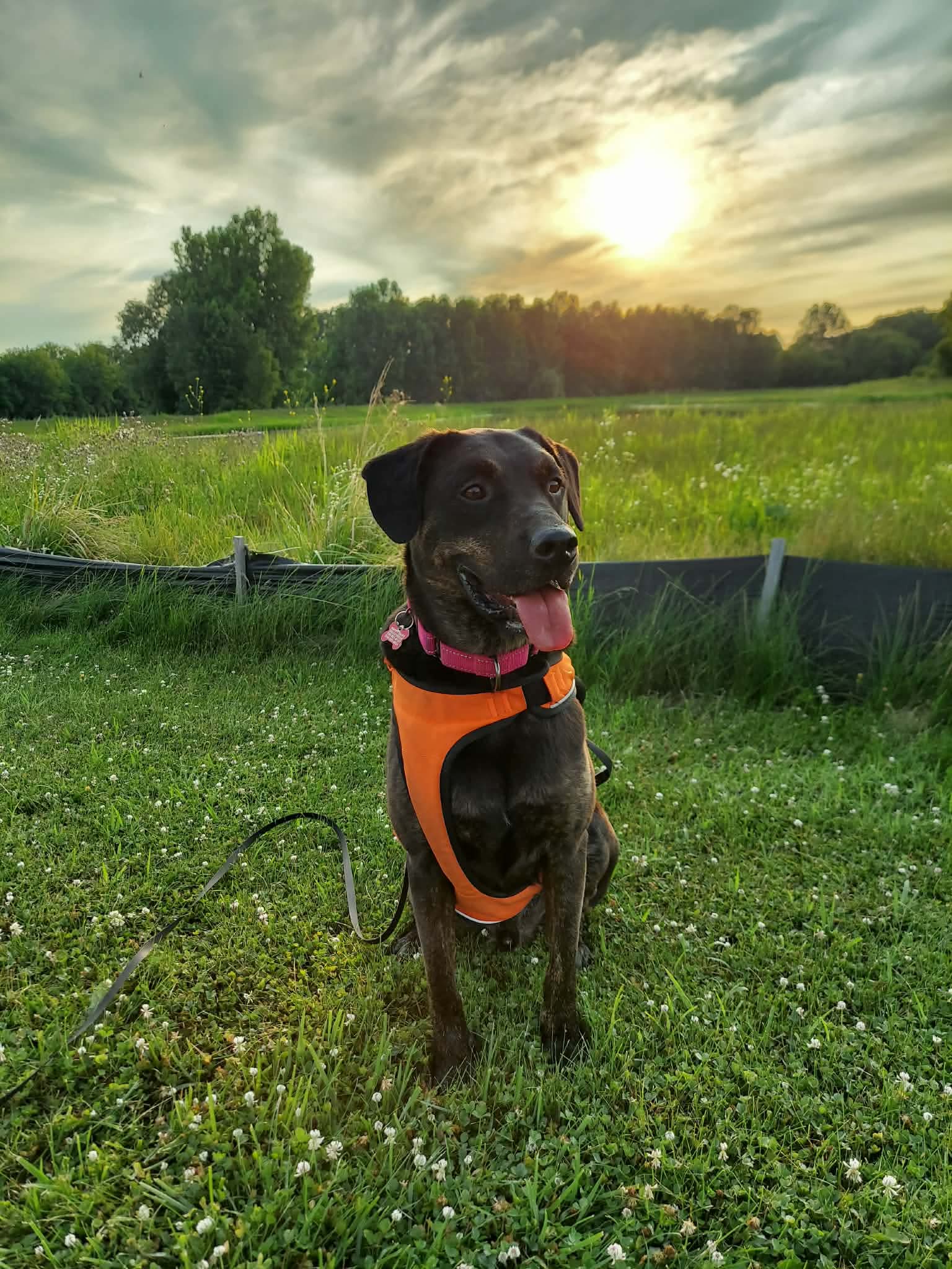 Sonic -Pending Adoption