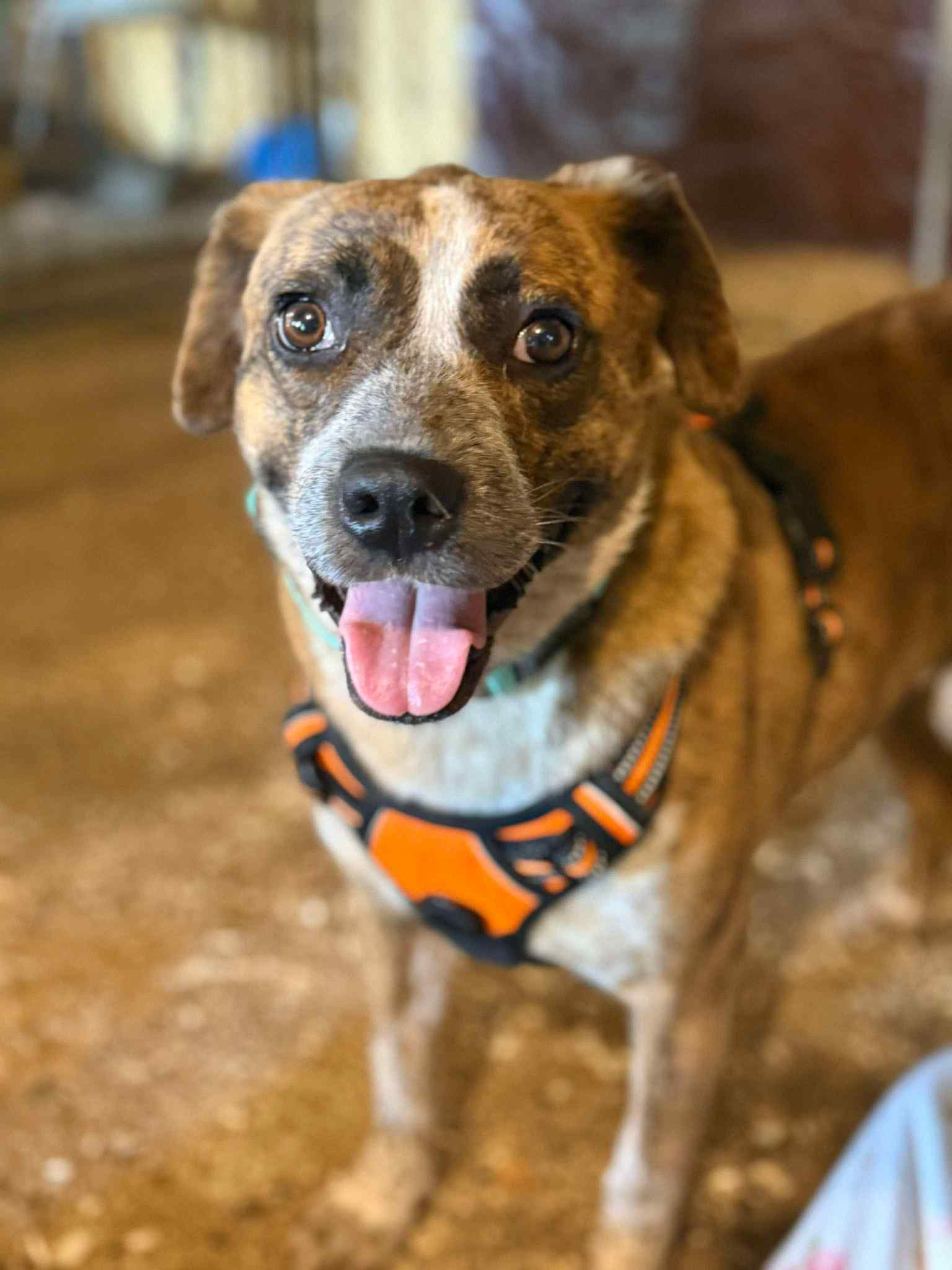 Jenny [foster, pending]