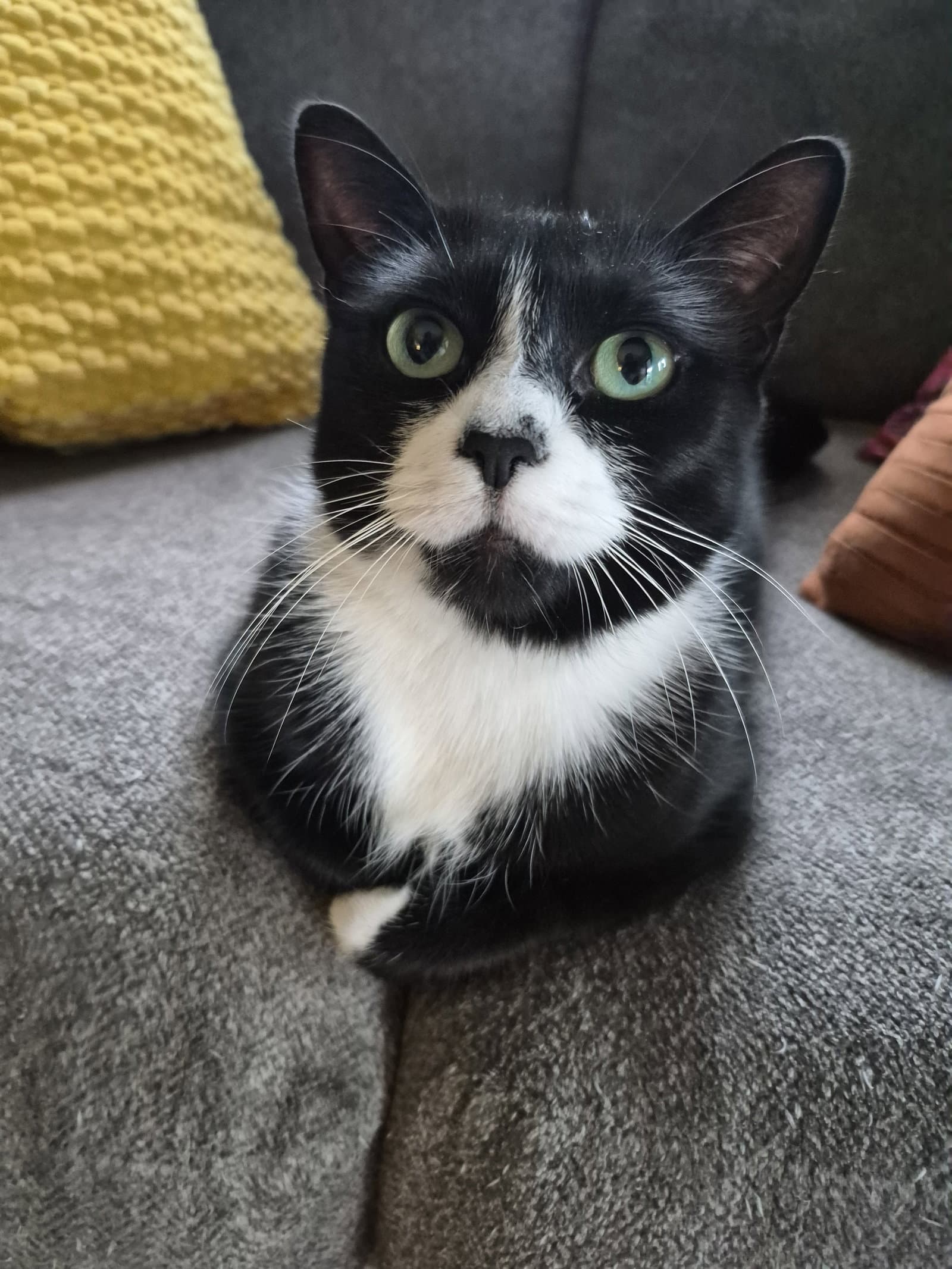 C292 Litter Bootsy (Mother)