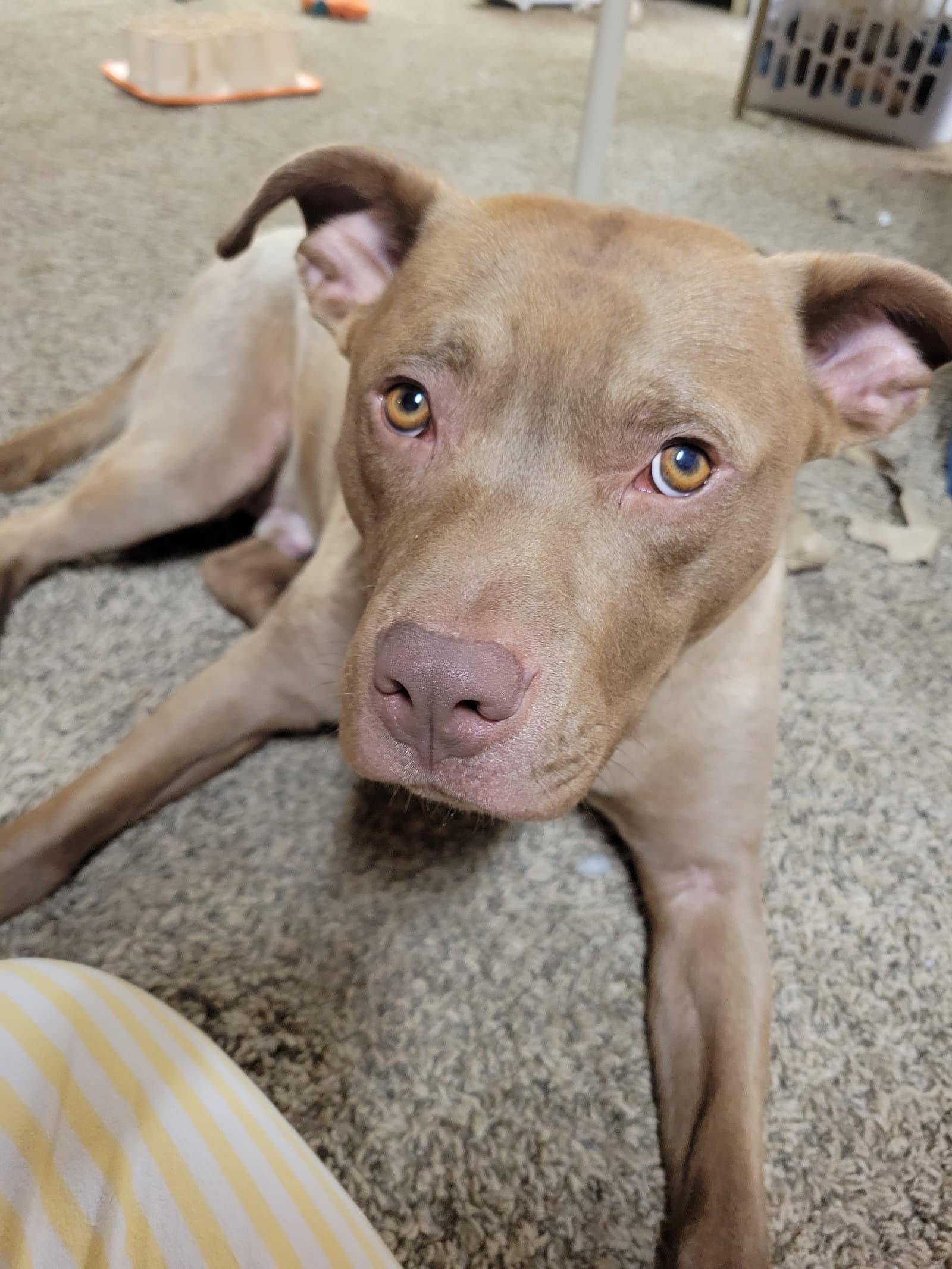 Teddy - pending adoption