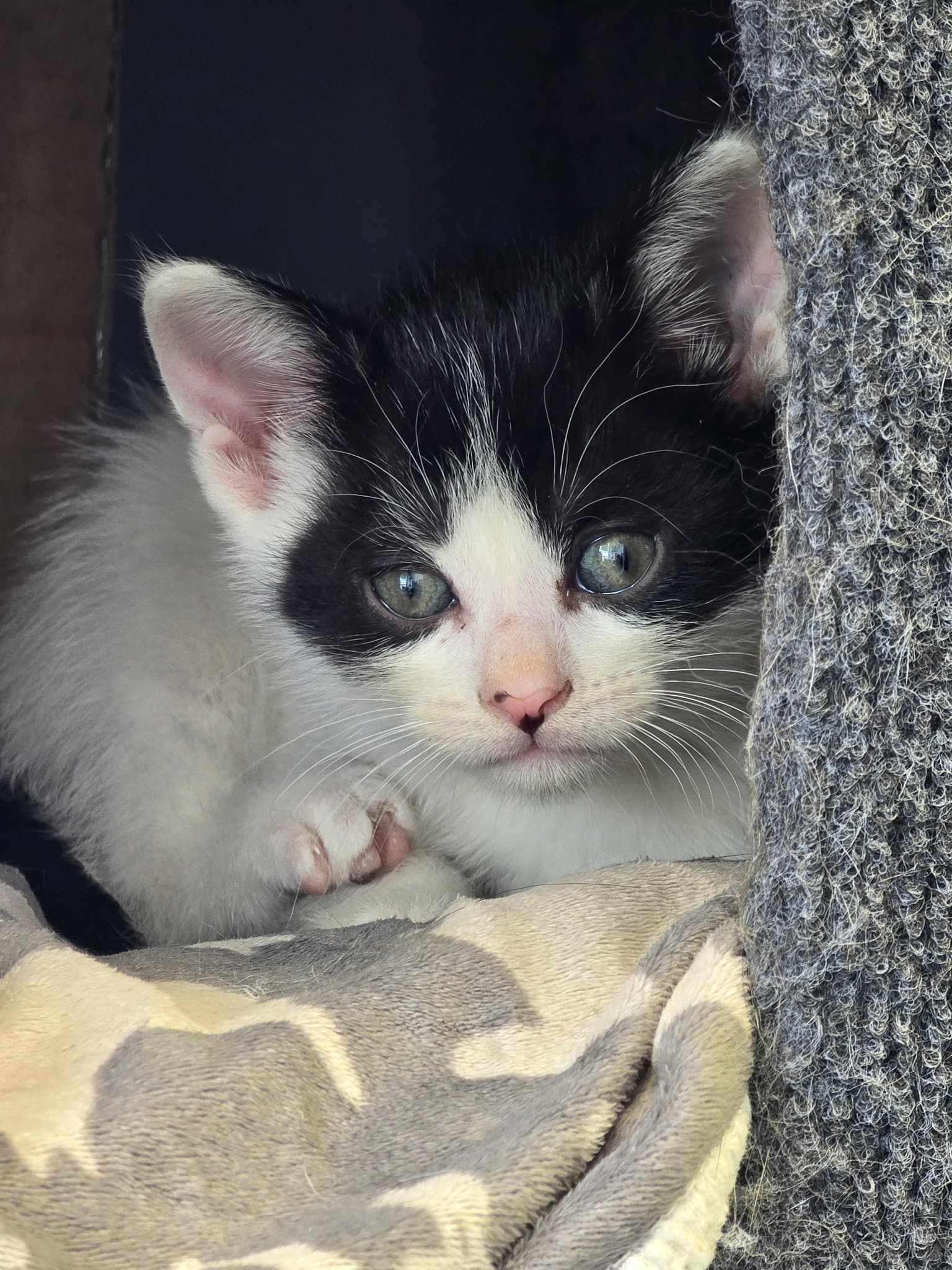C319 Litter Maeve