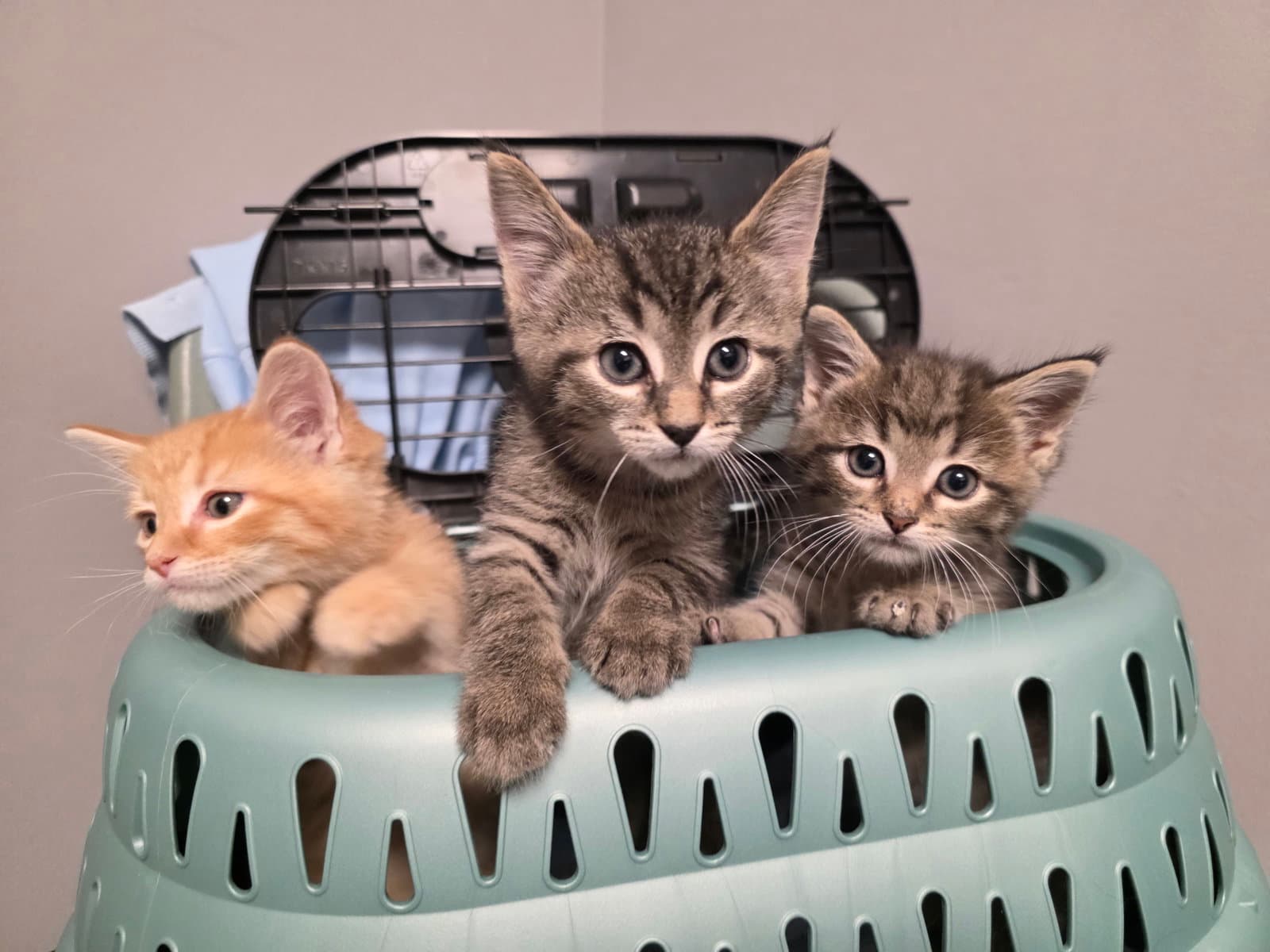 C320 Litter Drumstick