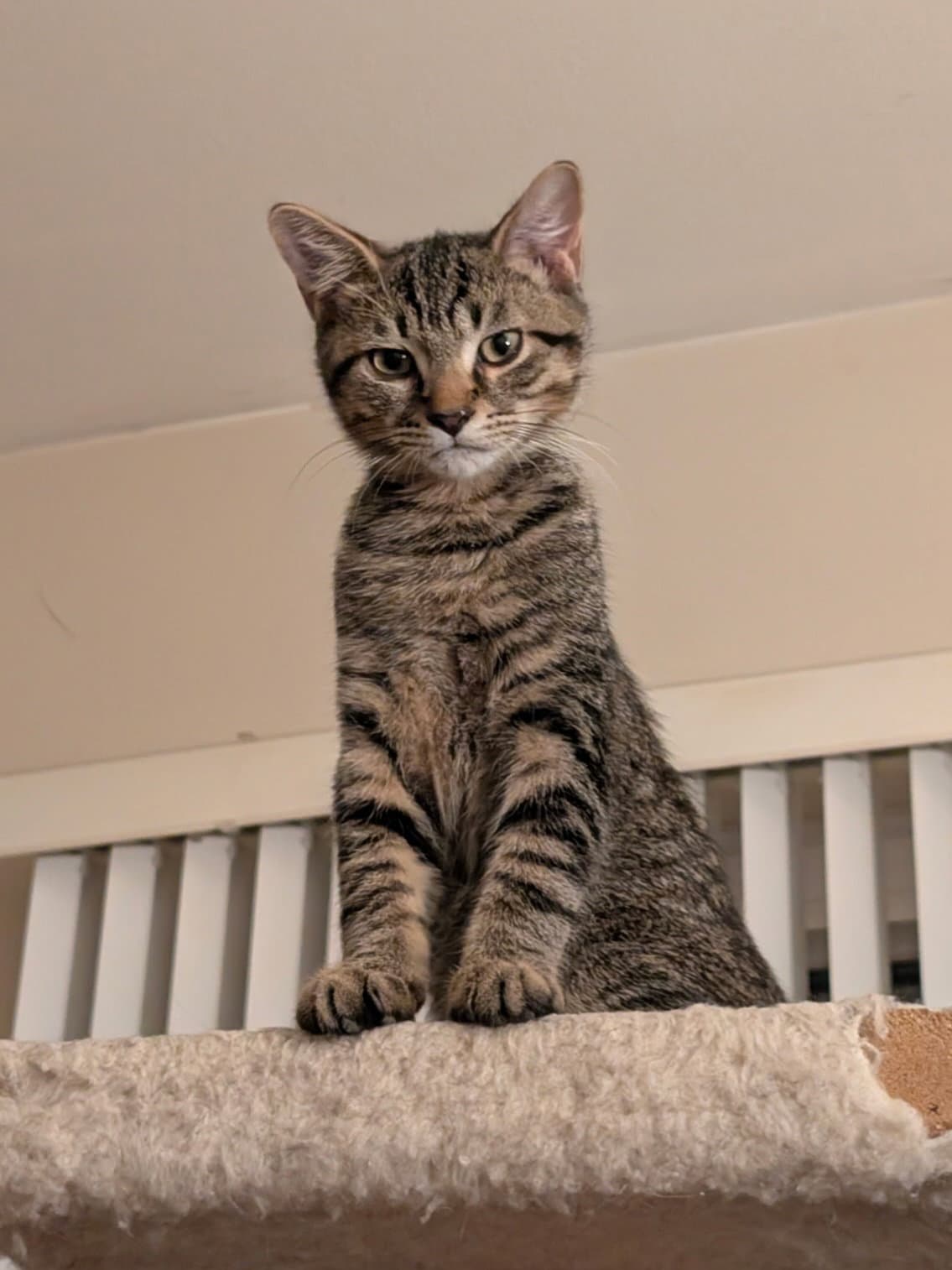 C321 Litter Elmer [bonded with Lilac]