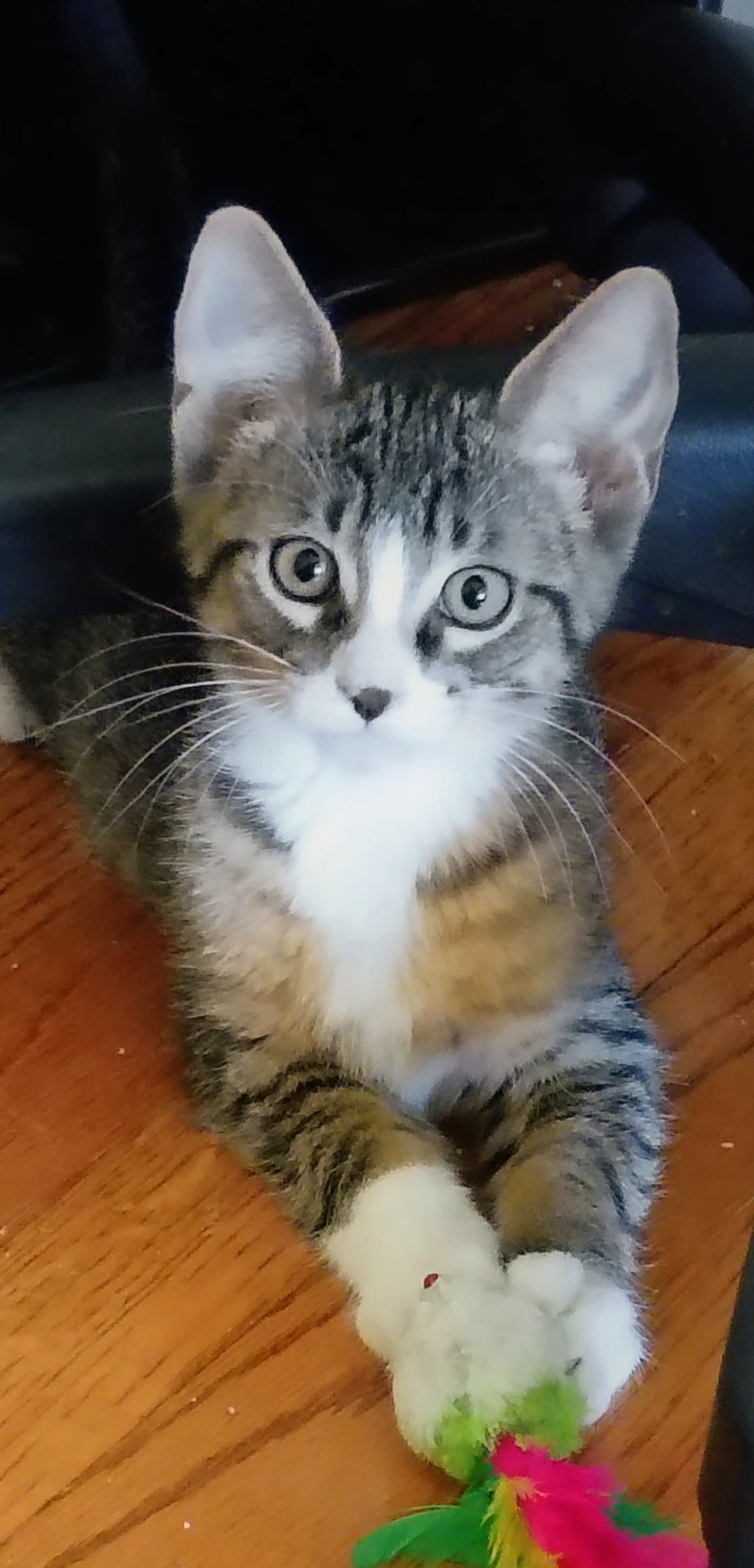 C327 Litter Mitch (Pending Adoption)