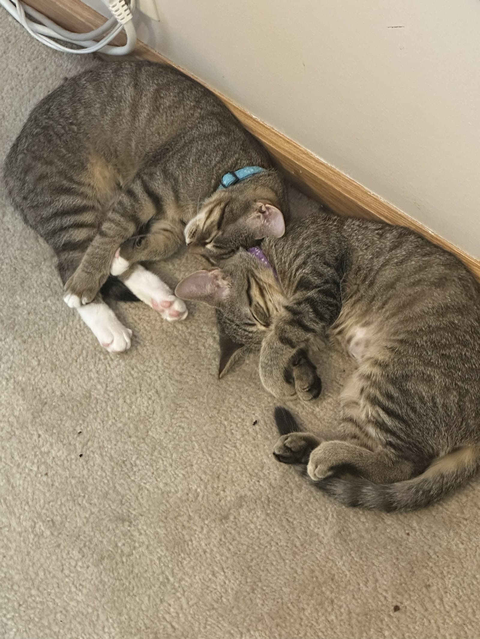 C328 Litter Meowjic [bonded with Jacob]