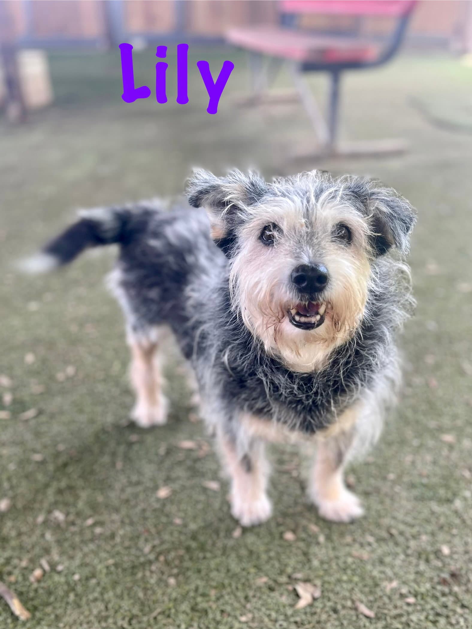 Lilly