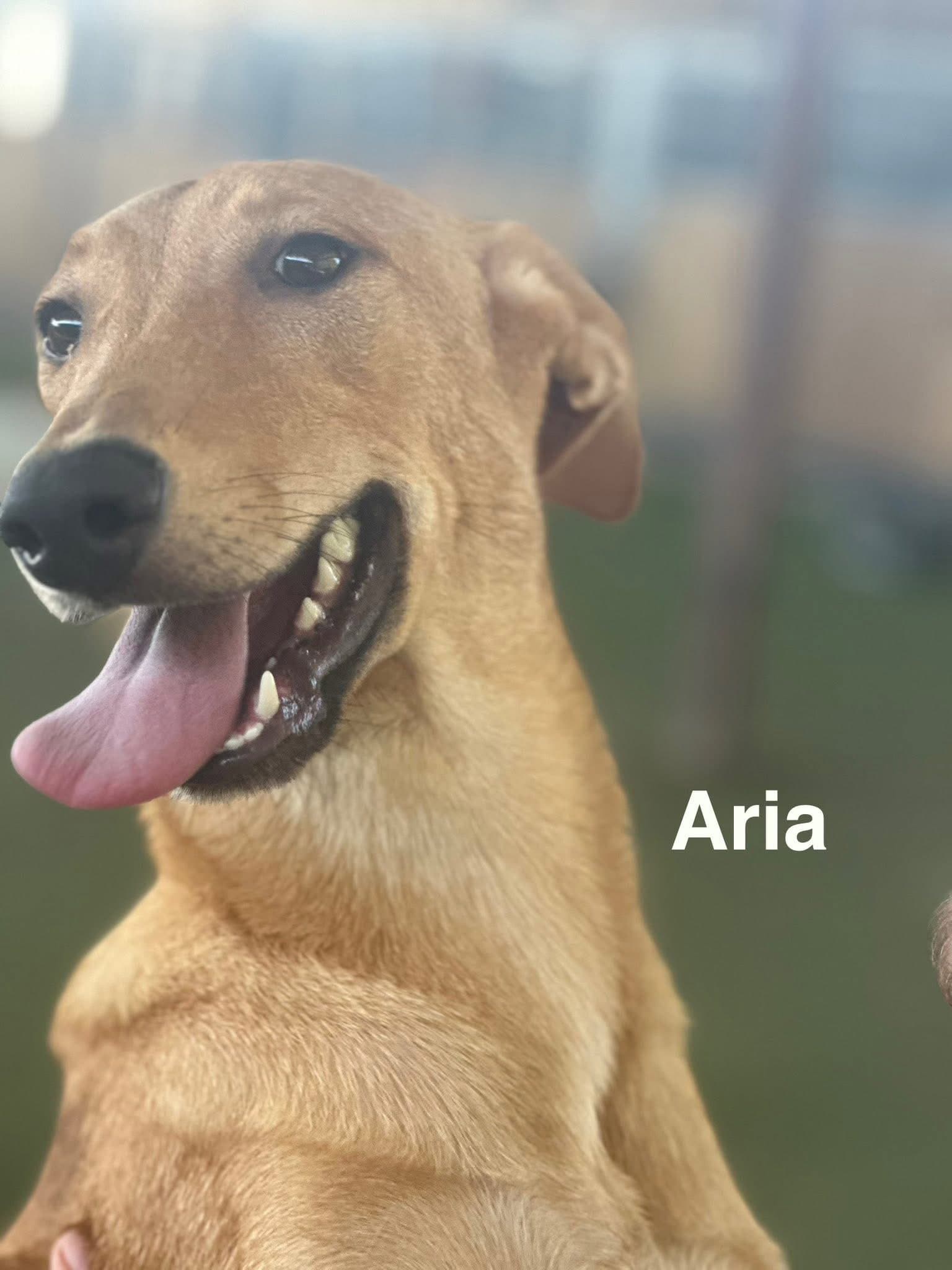 Aria