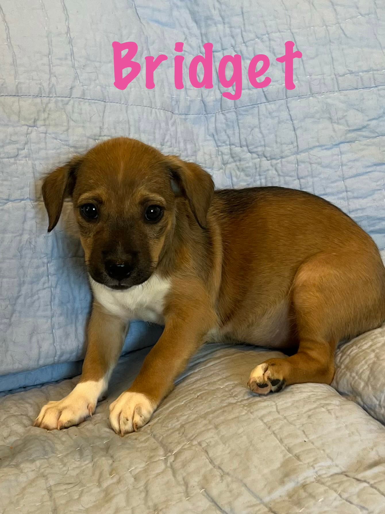 Bridget