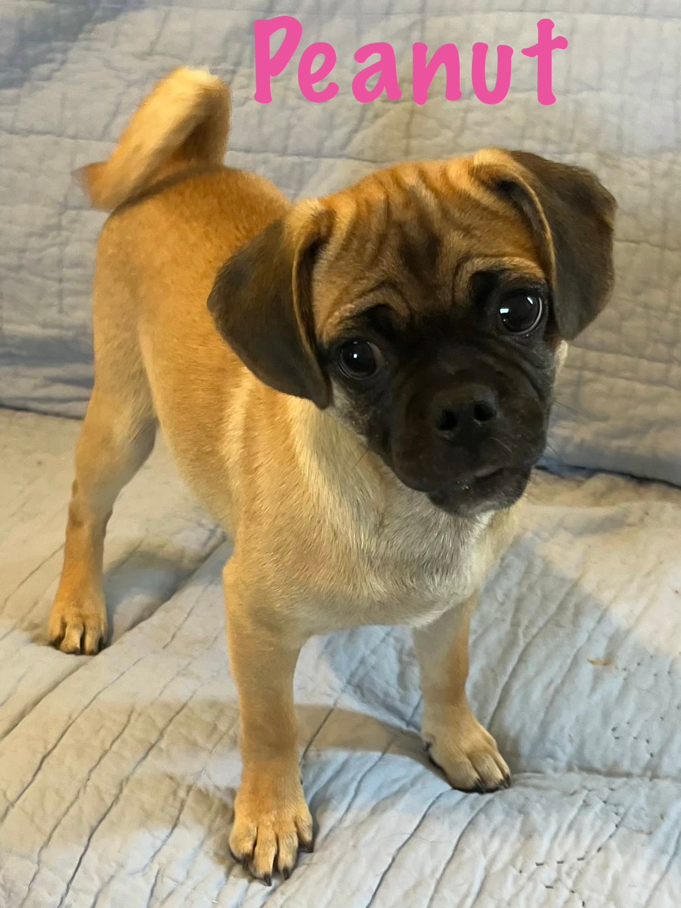 Peanut