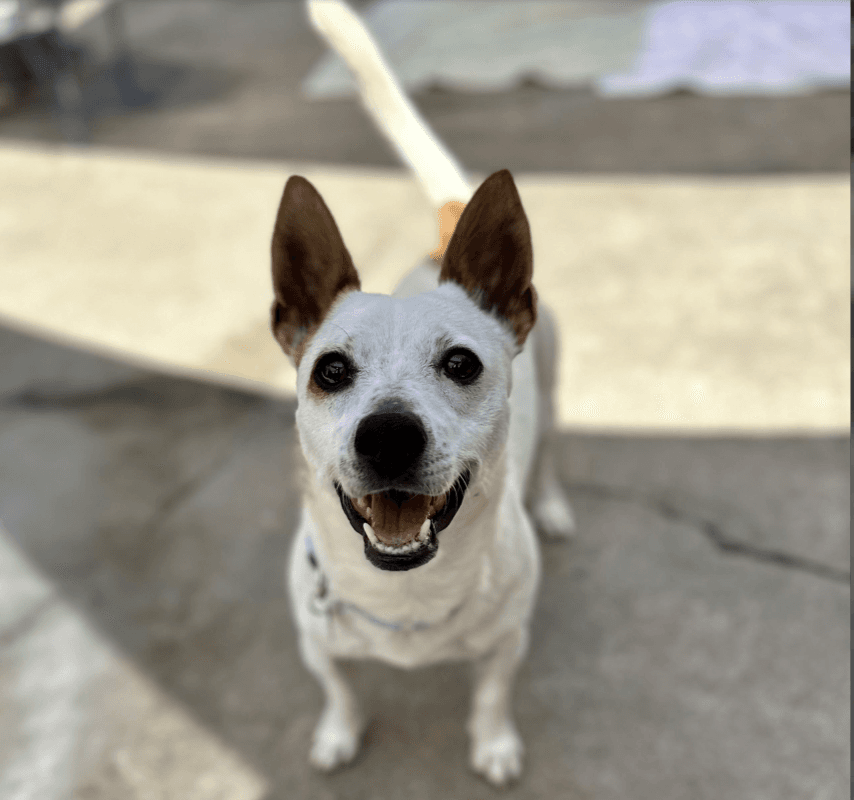 Auggie 0125