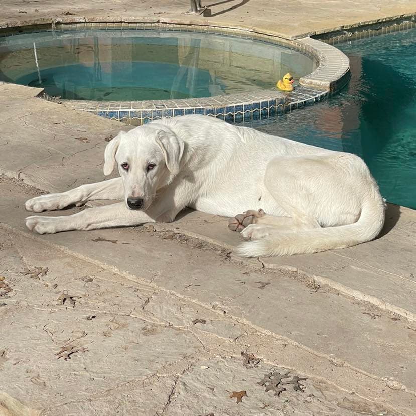Jessie (TS)