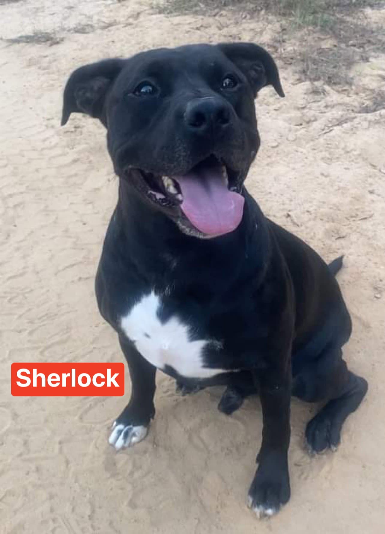 Sherlock