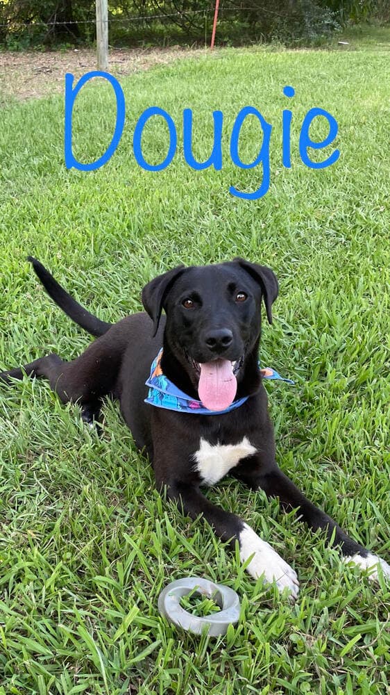 Dougie Boy
