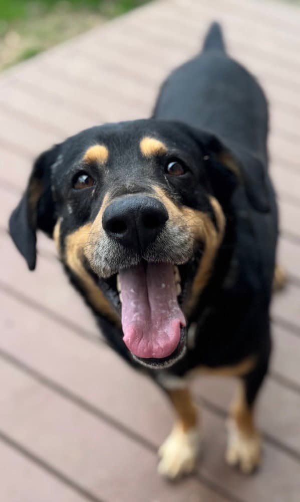 Buddy