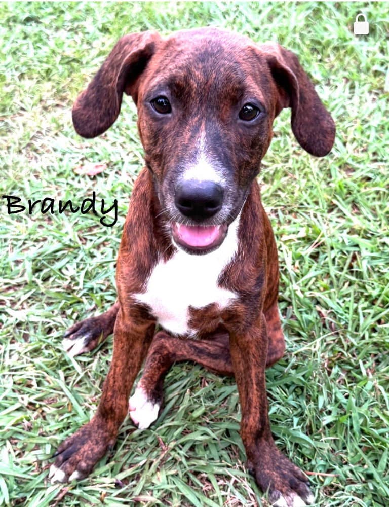 Brandy