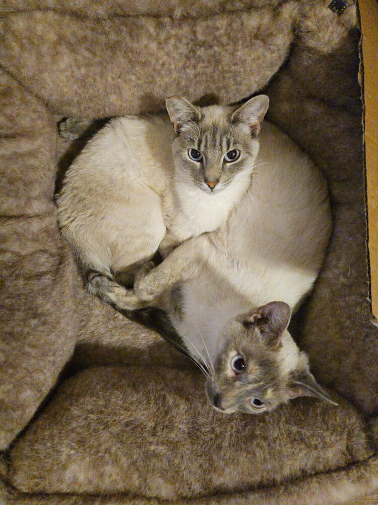 Kimmie & Kara (bonded pair)