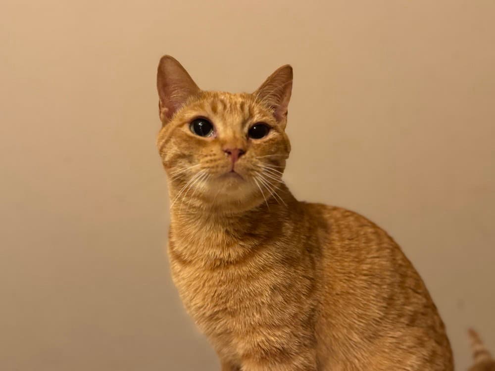 Cheez- It