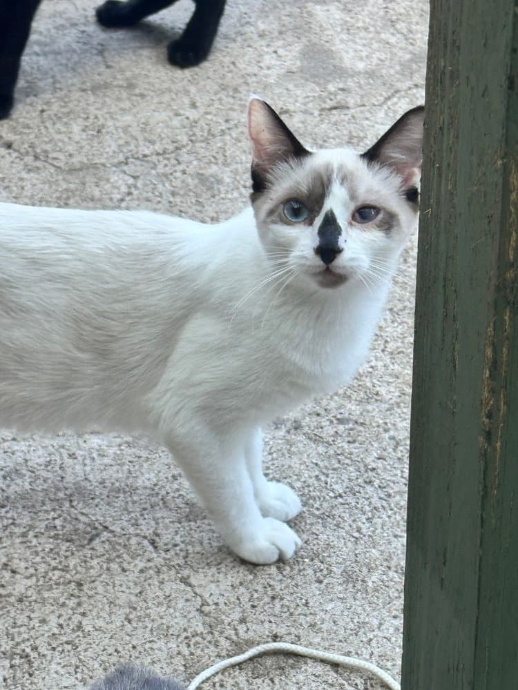 Dolly Purrton