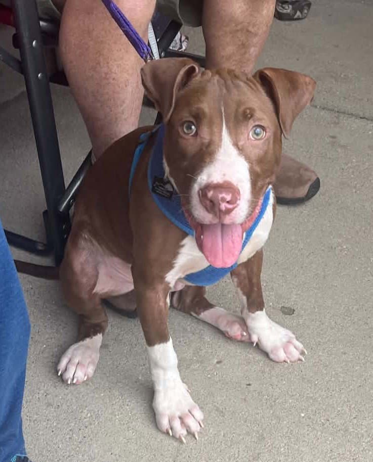 Butter Bean (puppy)