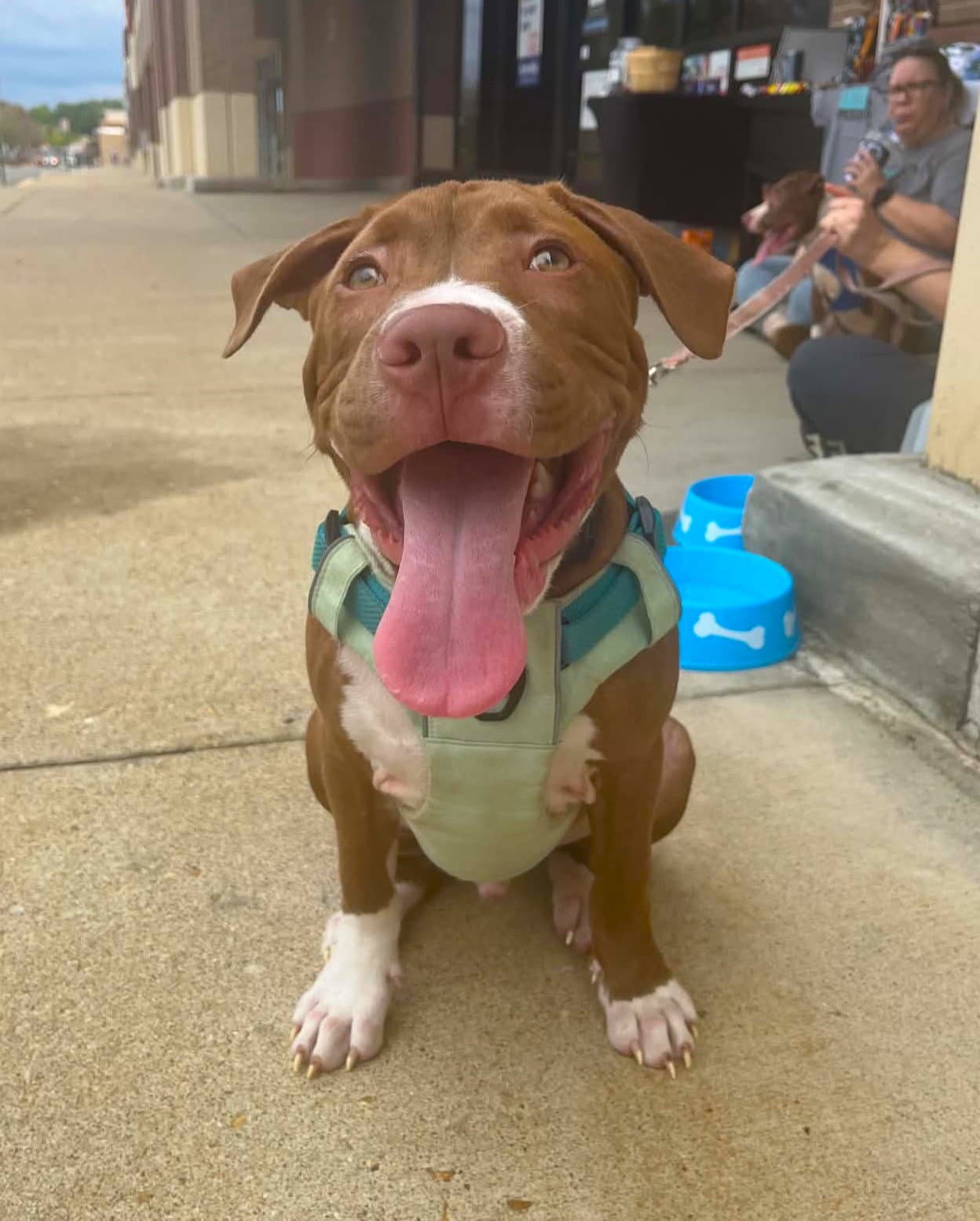 Casserole (puppy)