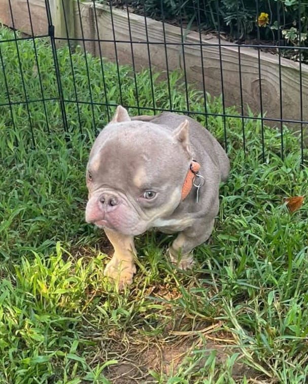 Bobble (special needs)