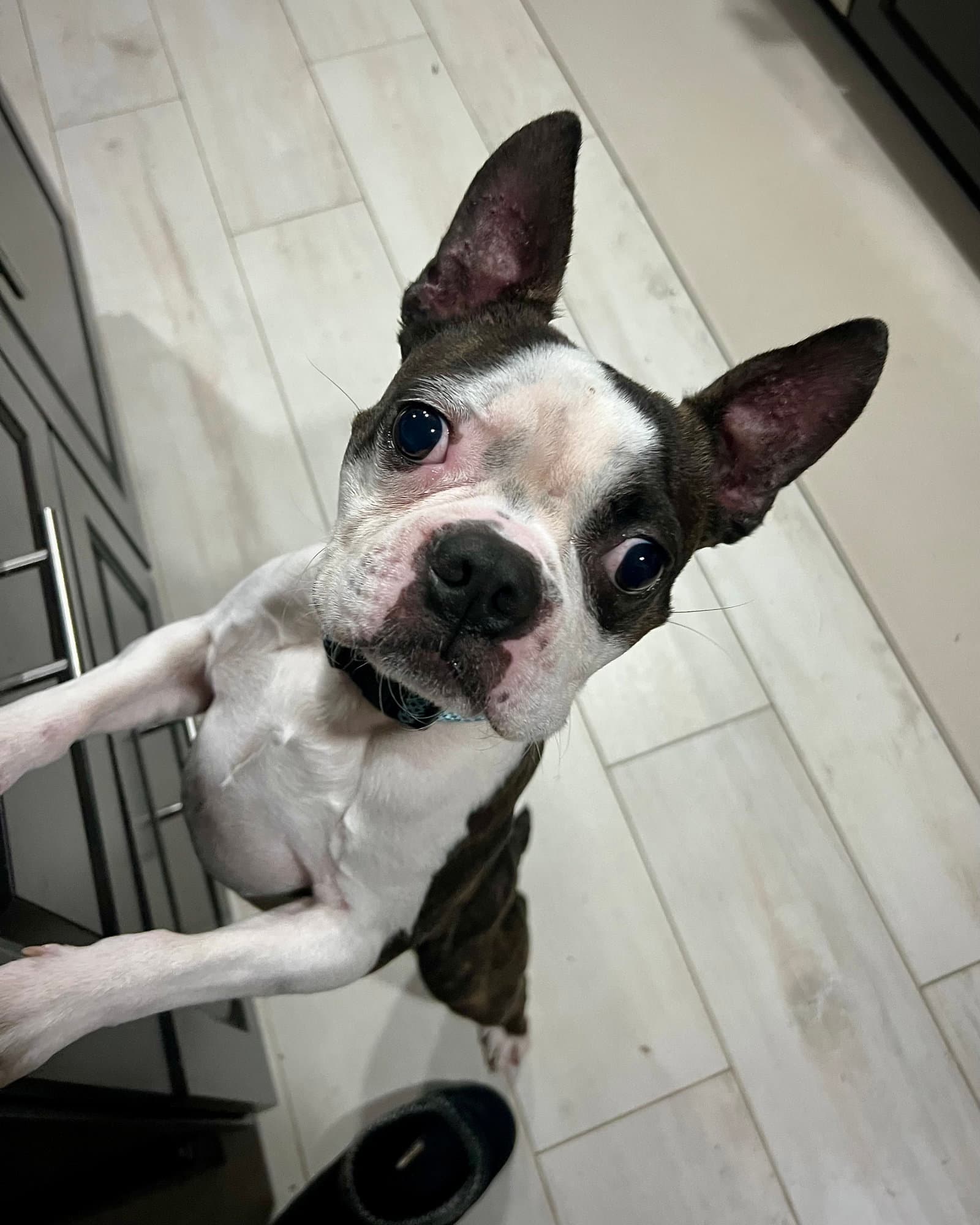 Floki