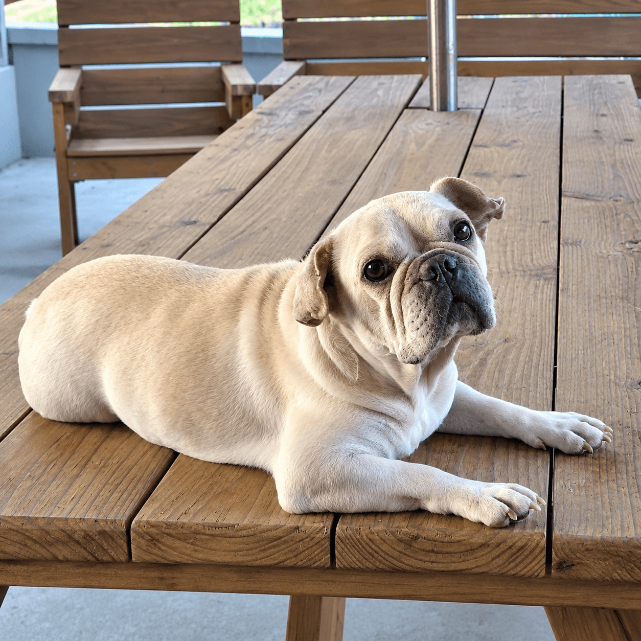 Frankie the Frenchie