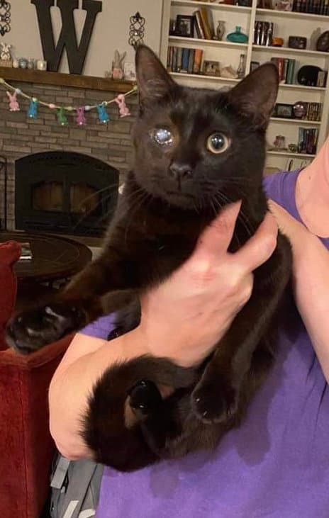 Mad Eye Meowdy