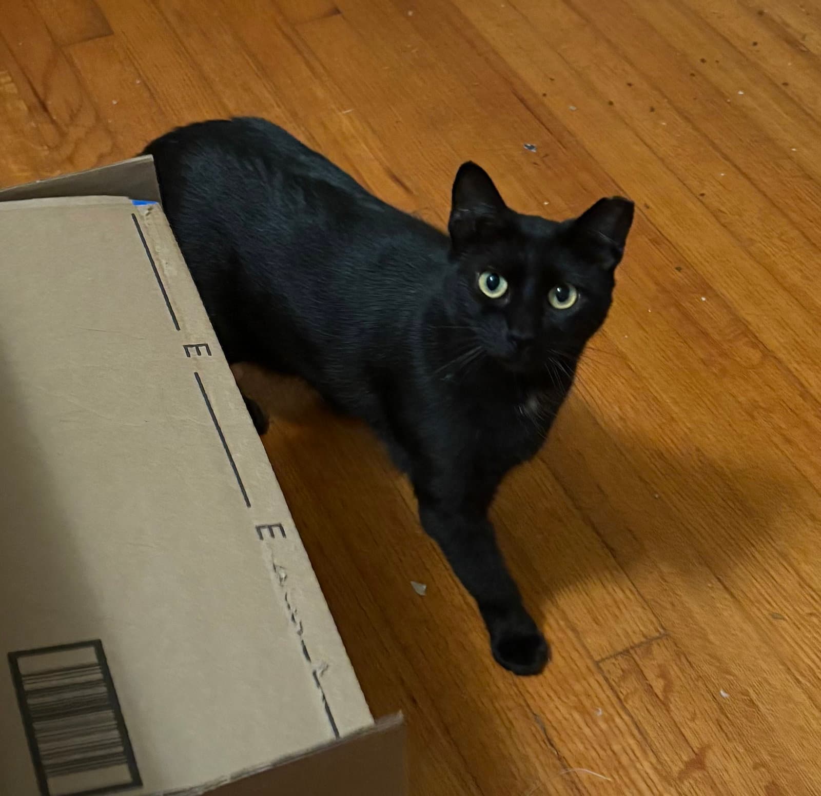 Pepper
