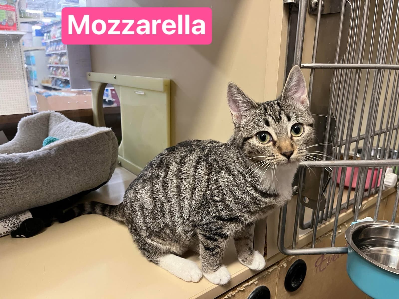Mozzarella