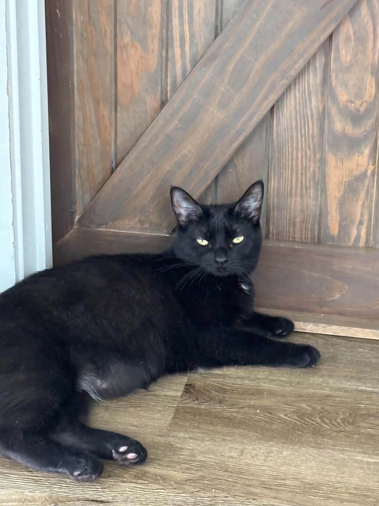 Parmesan