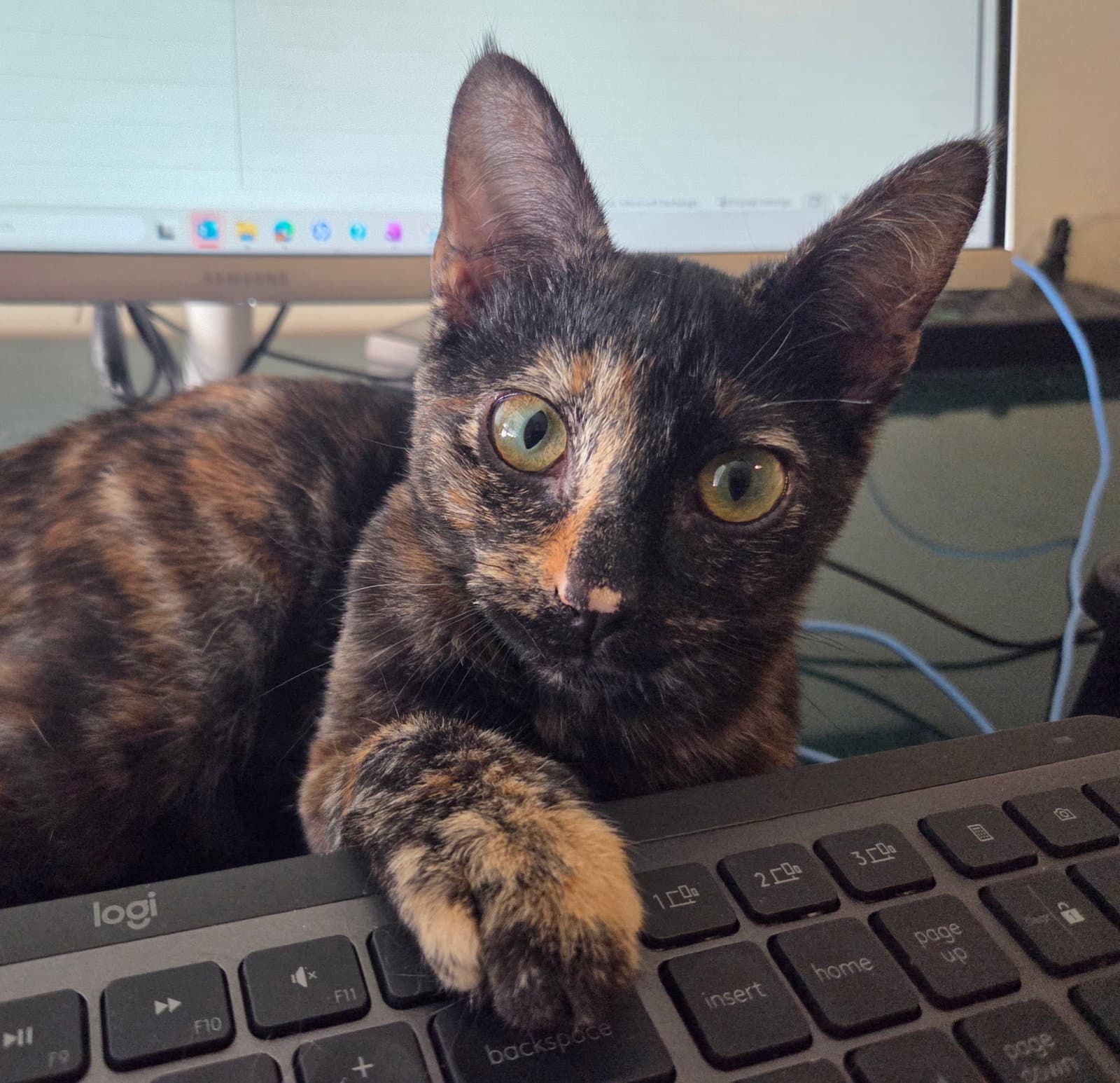 Torti-Feasor