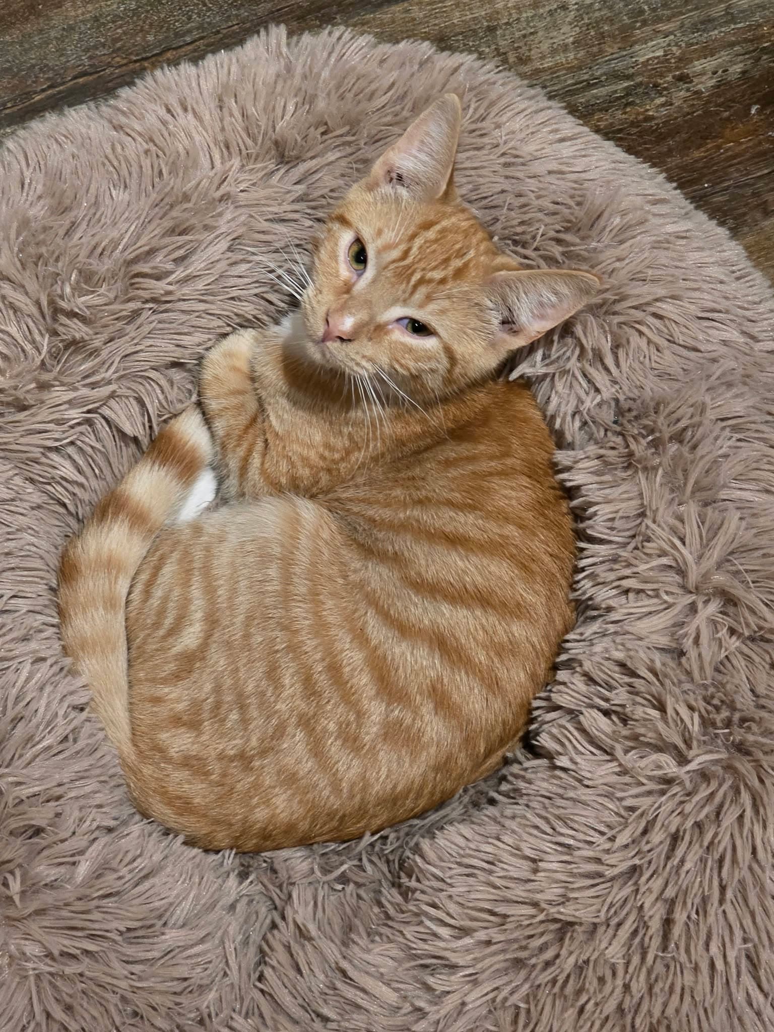 Ziggy (available for pre-adoption)