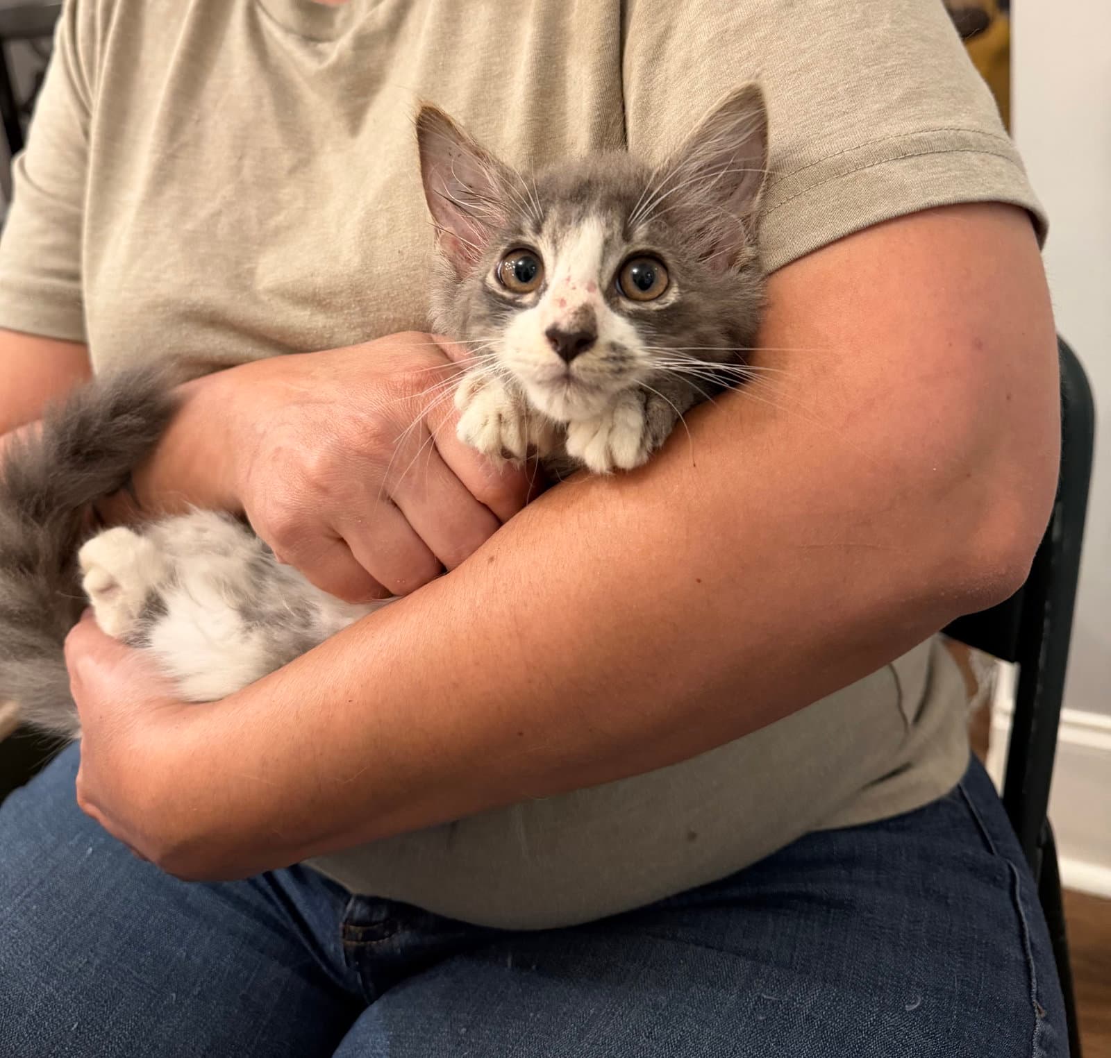 Nimbus (Available for pre-adoption)