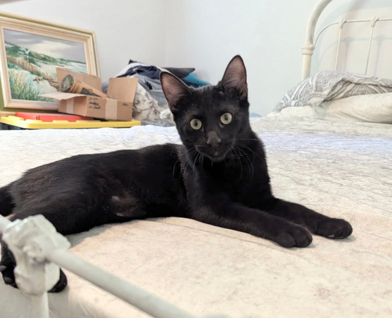 Miss Demeanor (Available for pre-adoption)