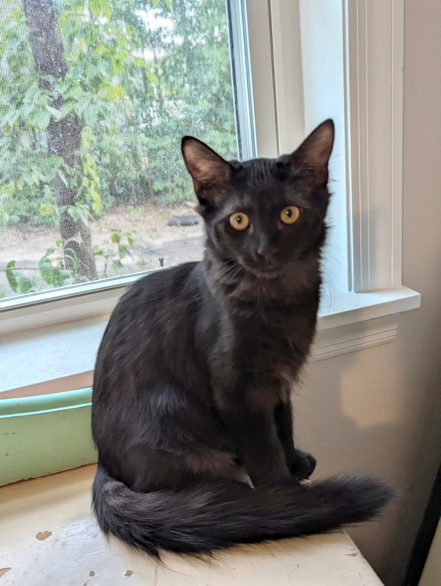 Felony (Available for pre-adoption)