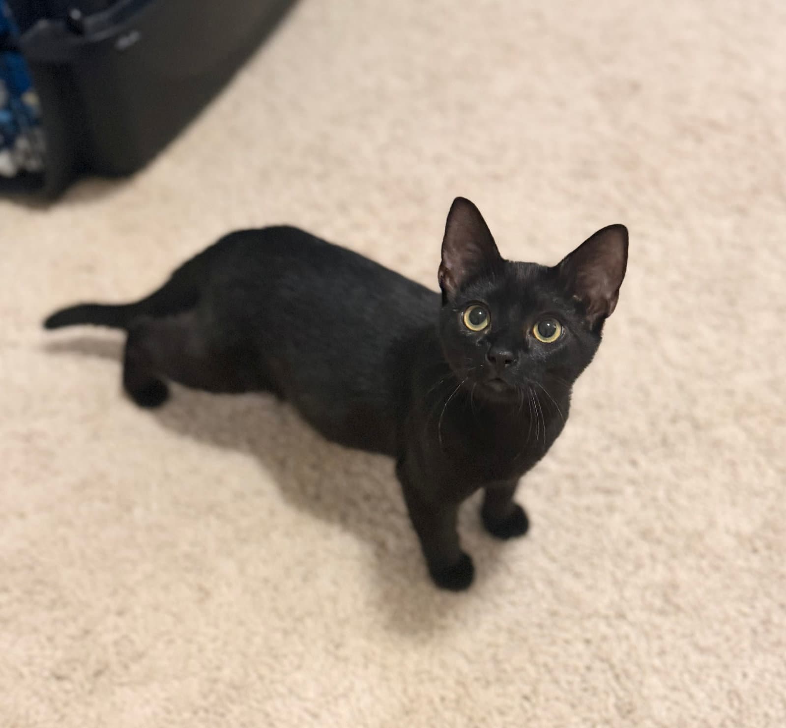 Spicy Chicken Nugget (Available for pre-adoption)