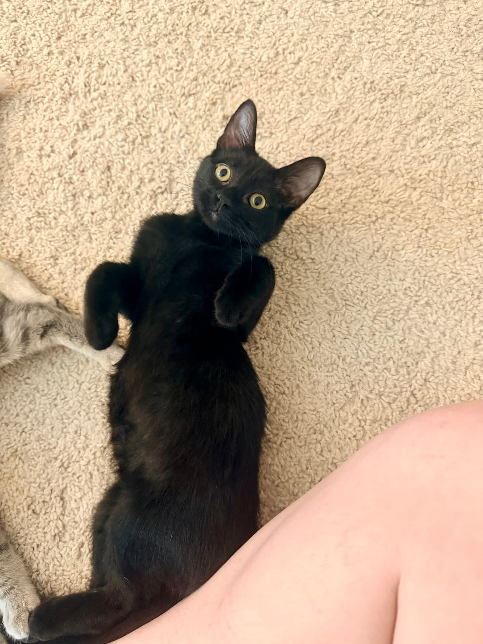 Waffle Fry (Available for pre-adoption)