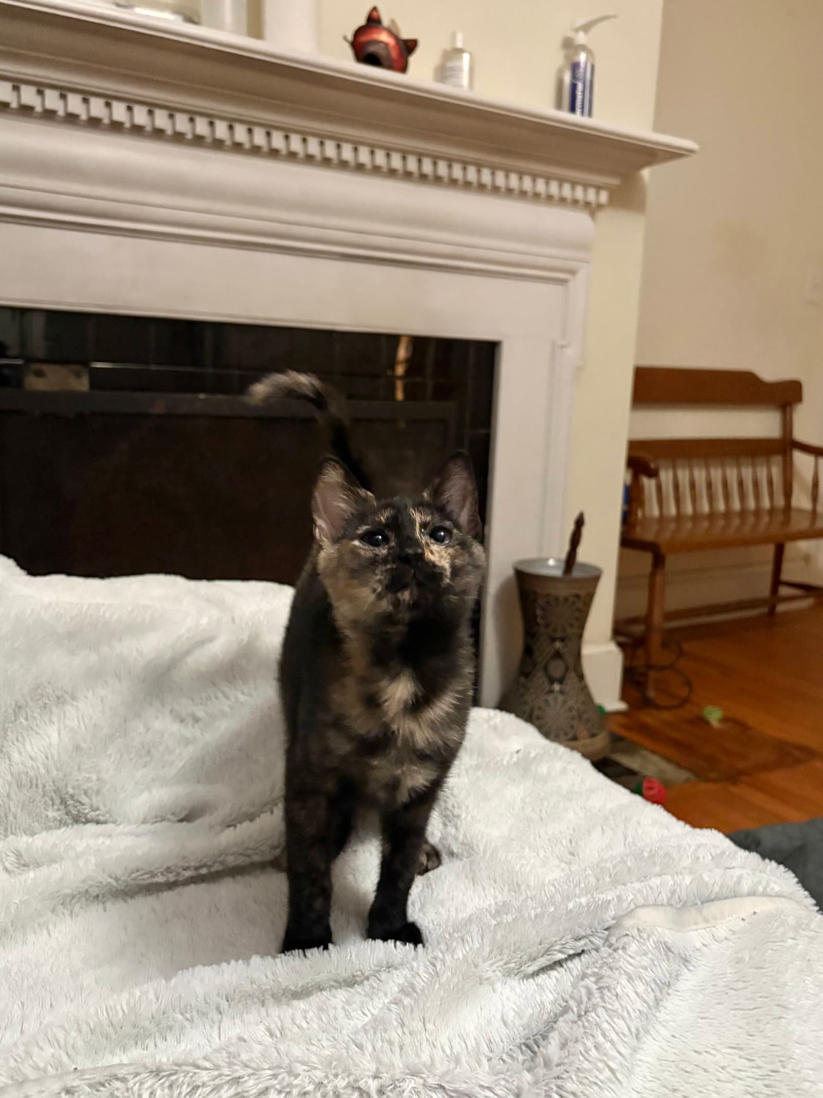 Blockbuster (Available for pre-adoption)