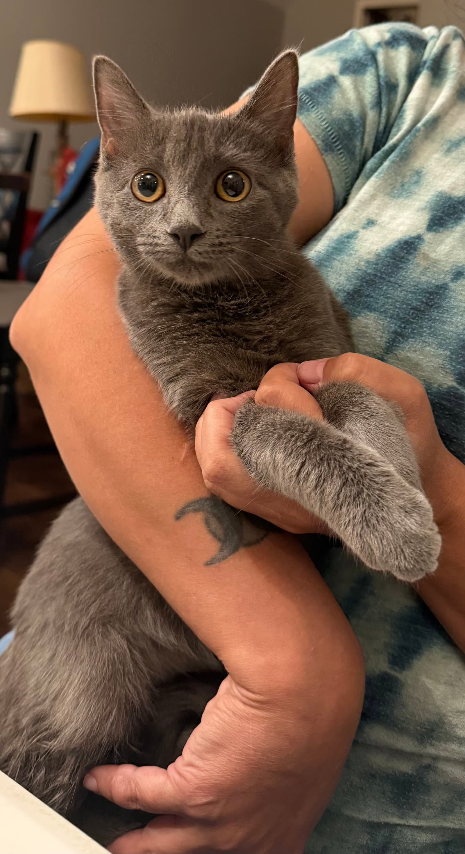 Asphalt Queen (Available for pre-adoption)