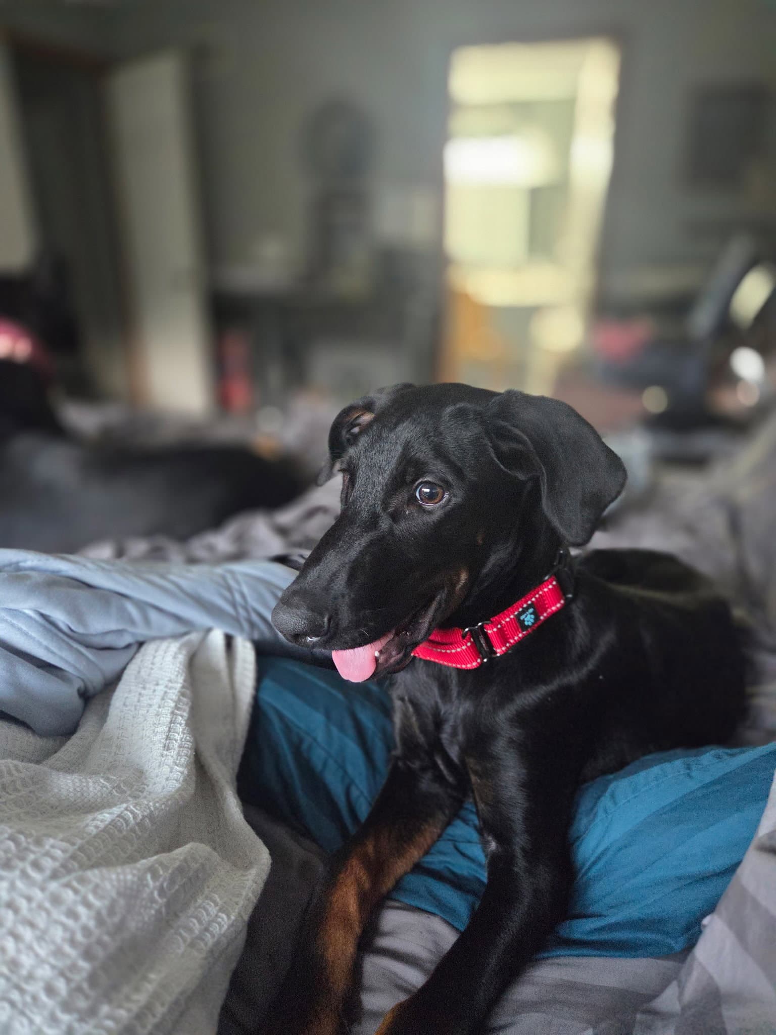 Dash
