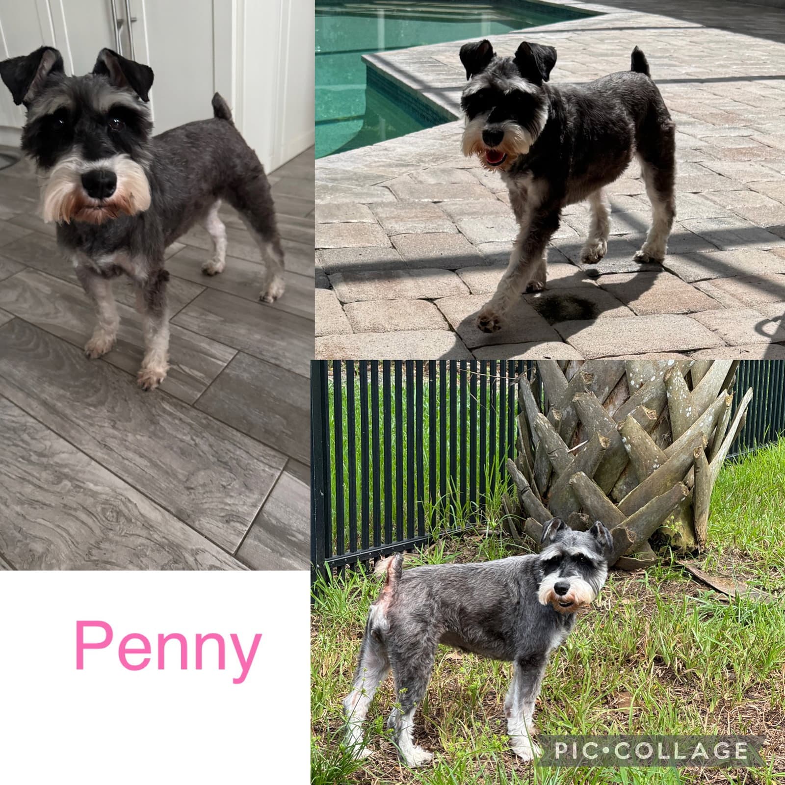 Penny Schnauzer