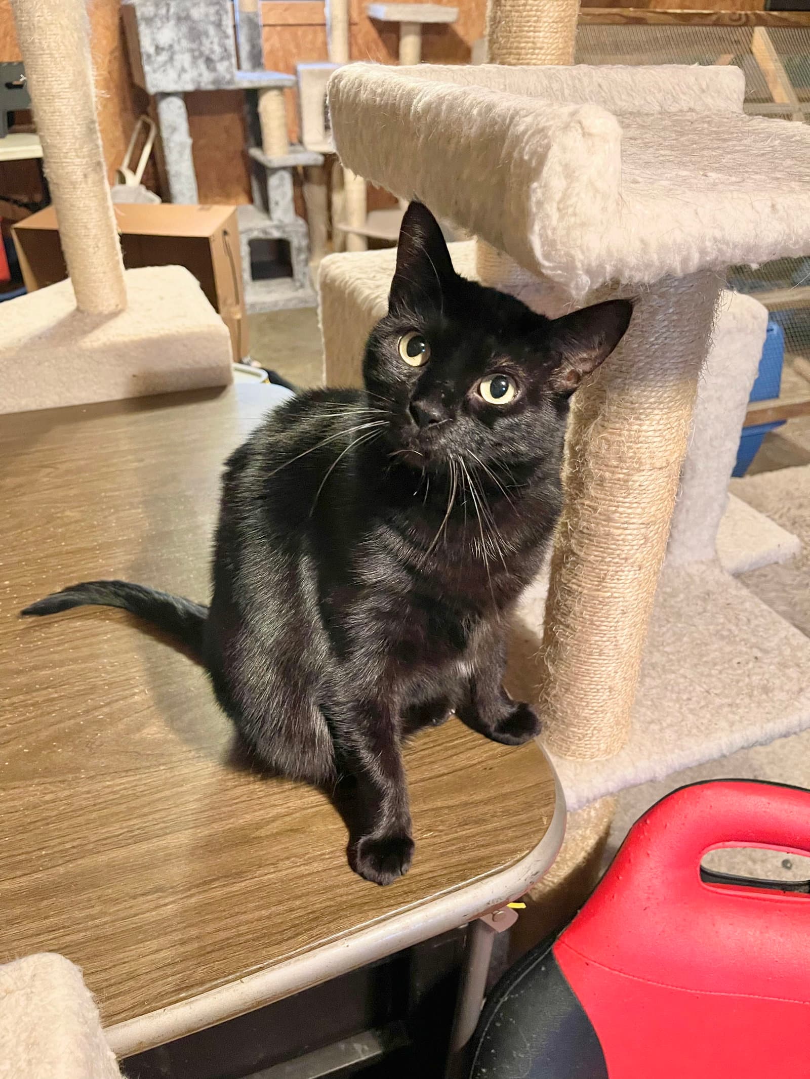 Cora