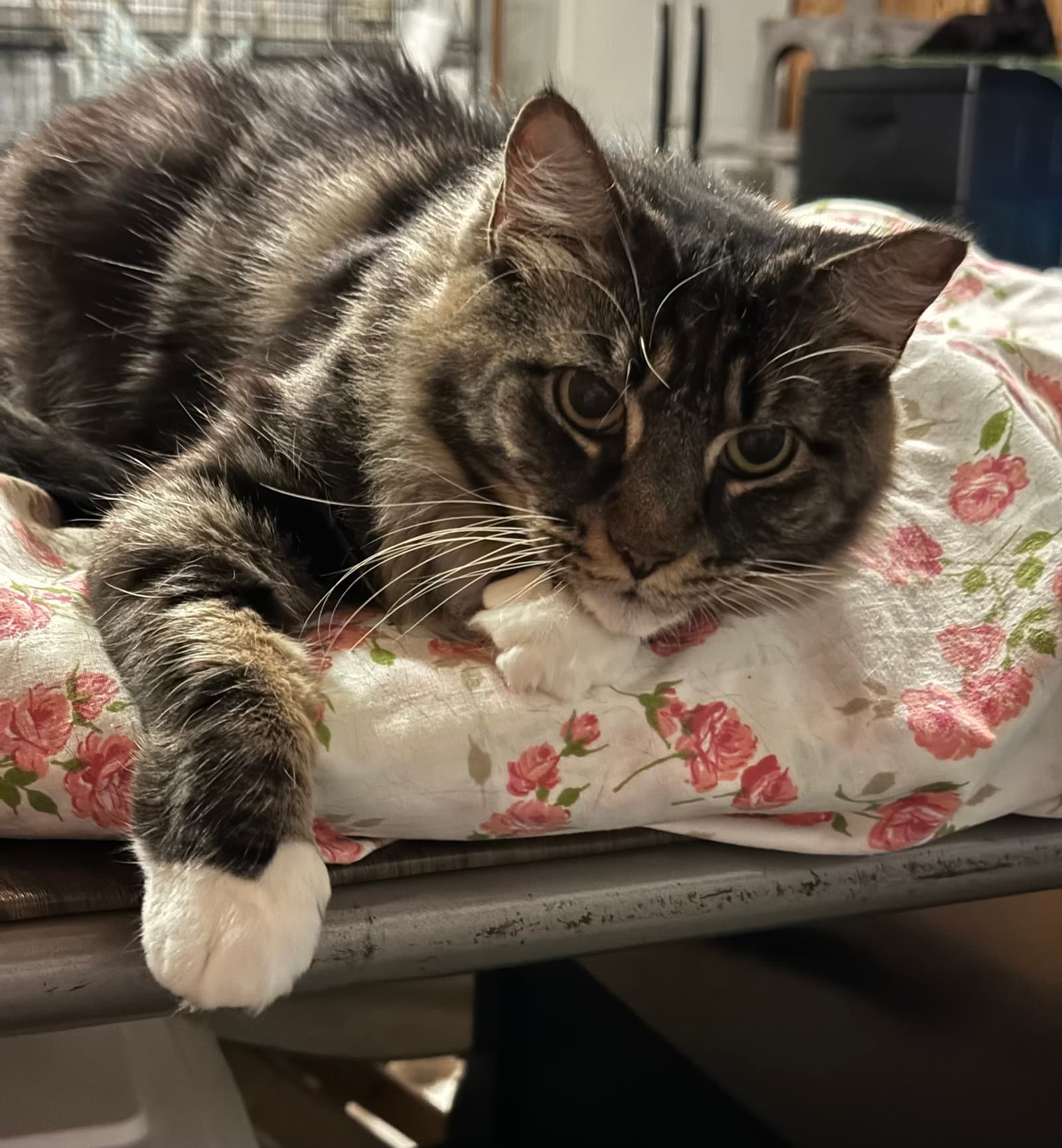 Bella
