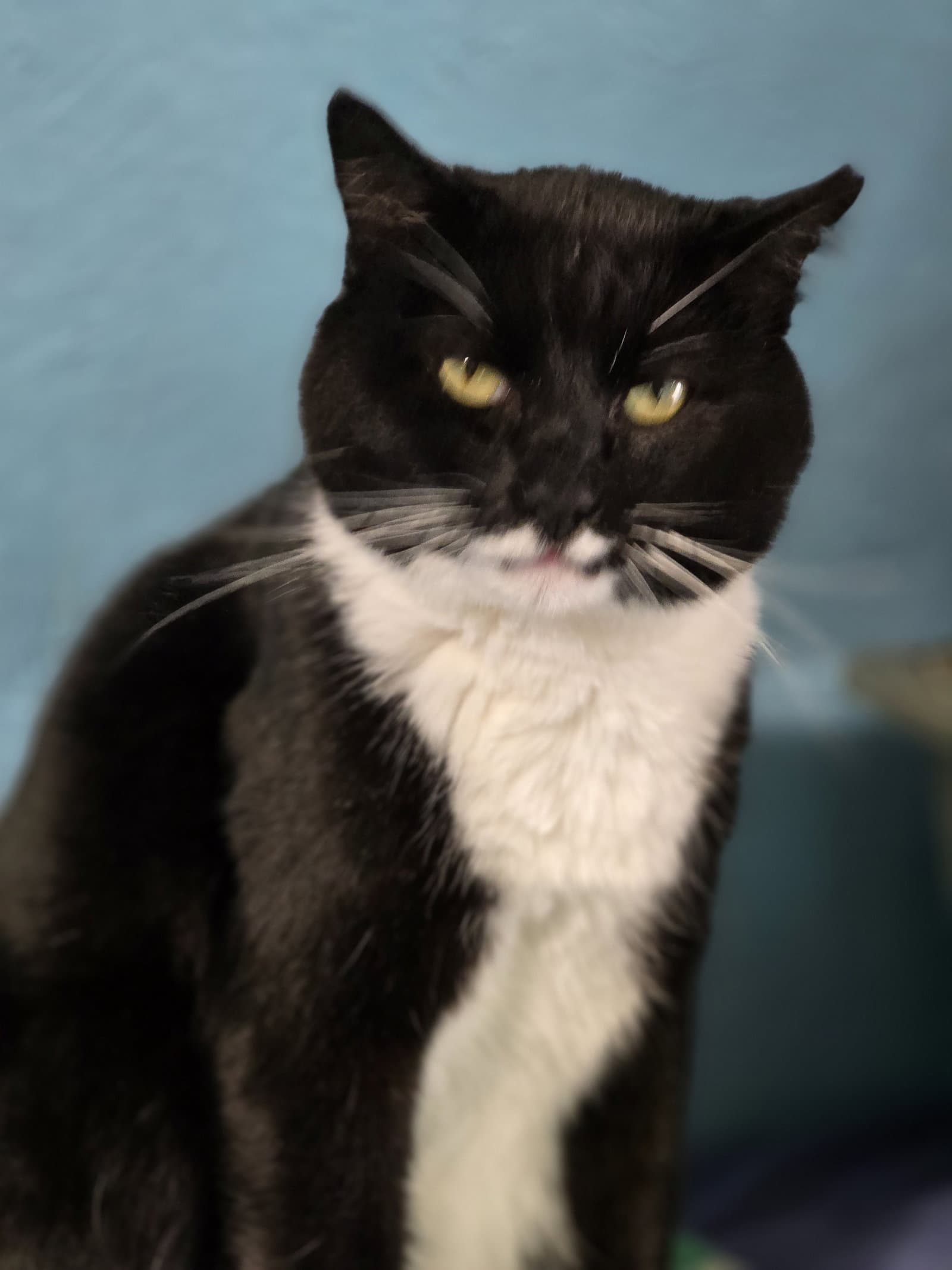 Jeeves