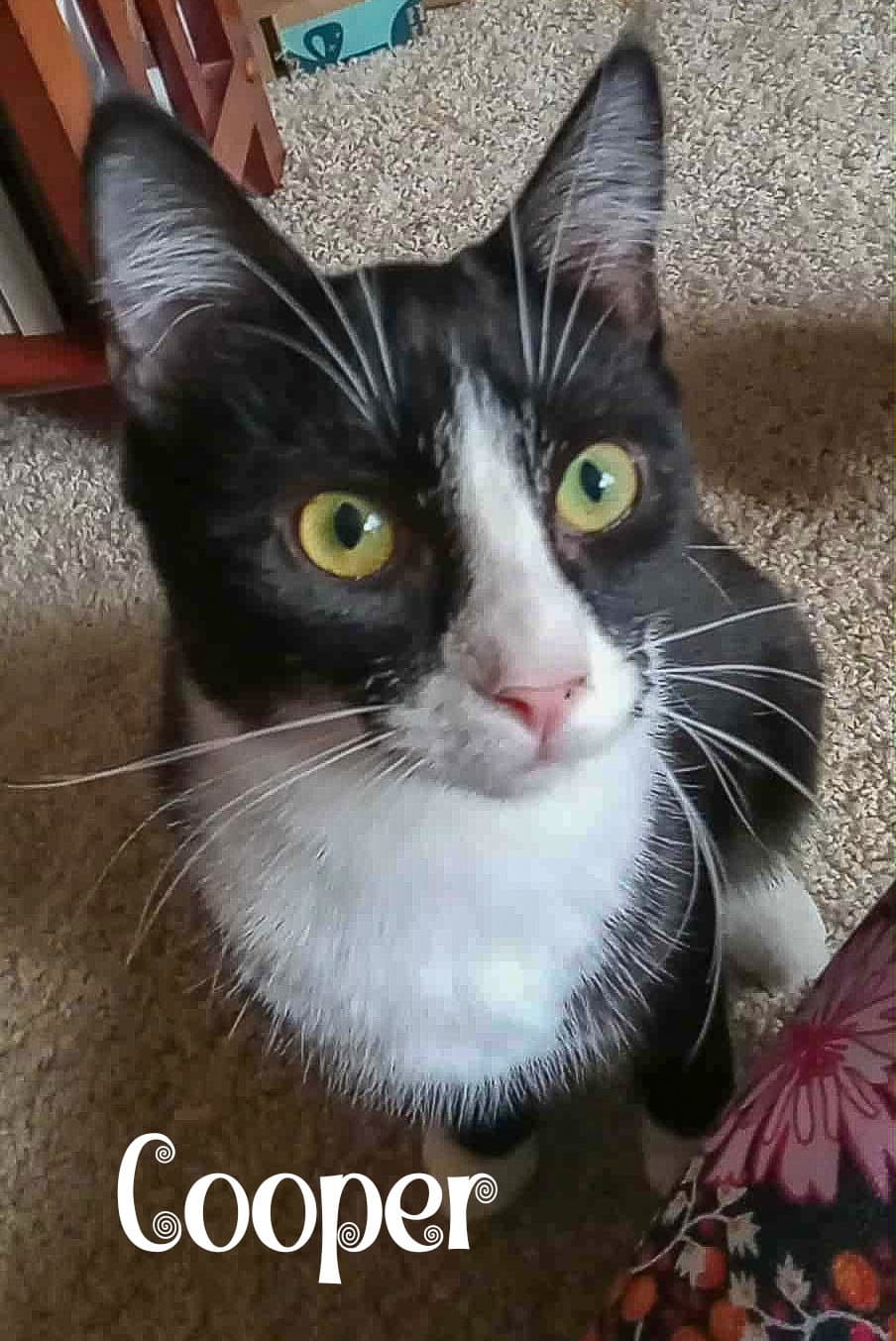 Cooper